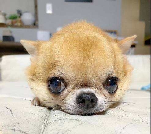 吉娃娃壽命影響因素