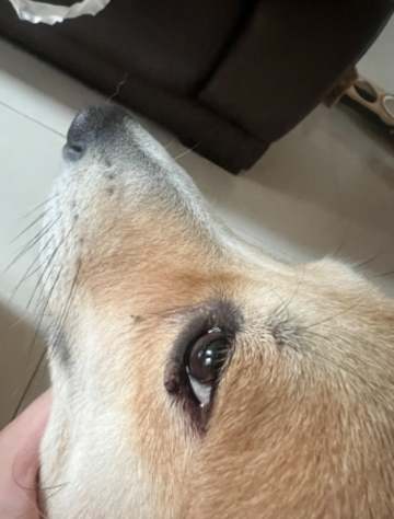 狗狗眼皮腫原因