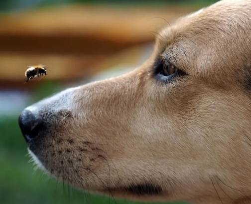 狗狗被蜜蜂叮怎麼辦