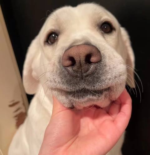 拉布拉多飼養 拉布拉多飼養