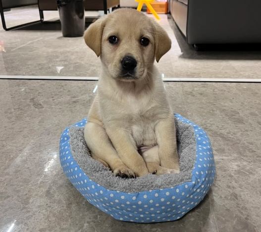 拉布拉多飼養 拉布拉多飼養