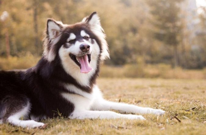 大型犬品種 大型犬品種