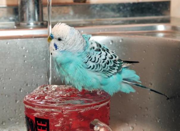 鸚鵡洗澡注意事項