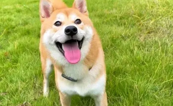 柴犬可以吃香蕉嗎