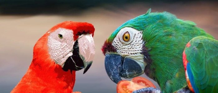 鸚鵡可以吃番茄嗎