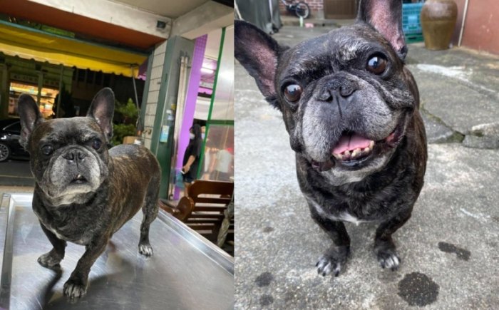 法鬥後腳抖全解析：原因、症狀與處理指南，獸醫親授解決方案