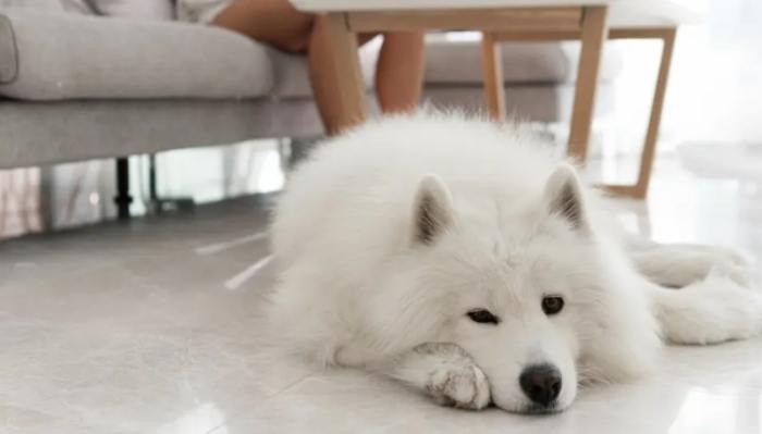 狗狗照顧 狗狗照顧