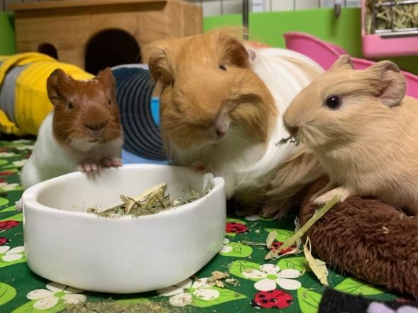 兔子天竺鼠混養 兔子天竺鼠混養