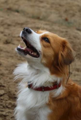 老狗後腿發抖原因解析與解決方案-專業獸醫經驗分享