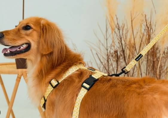 牽狗散步 牽狗散步