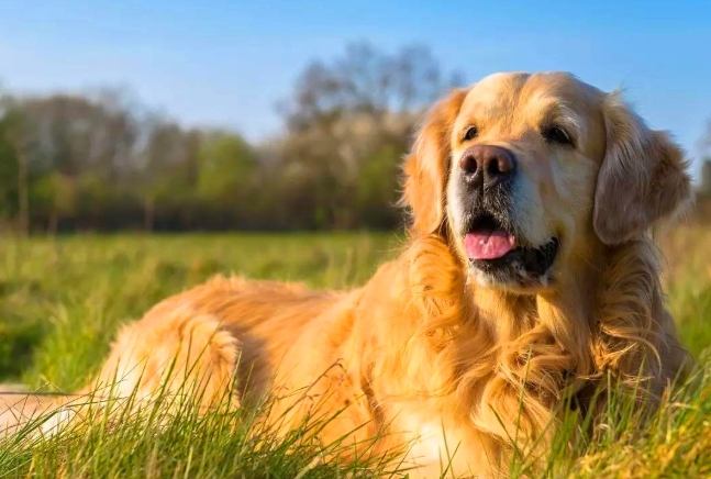 腎衰竭照護指南 腎衰竭照護指南