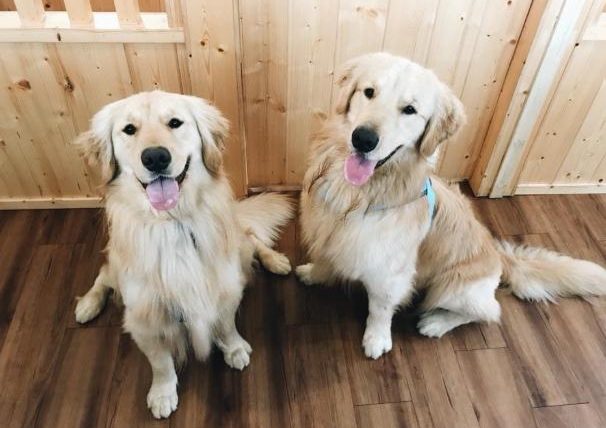 黃金獵犬大型犬