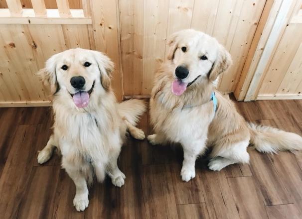黃金獵犬飼養 黃金獵犬飼養