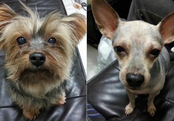 約克夏掉毛原因