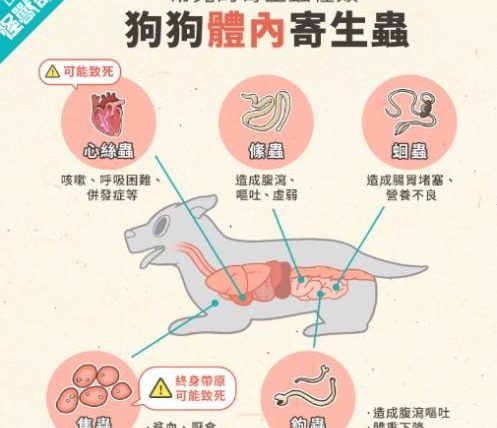 狗狗大便有白色蟲