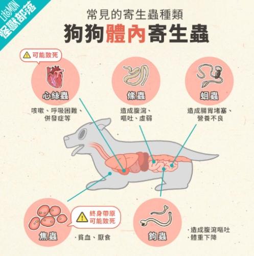 狗狗寄生蟲治療