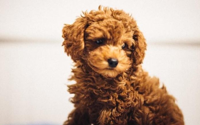 貴賓狗掉毛 貴賓狗掉毛