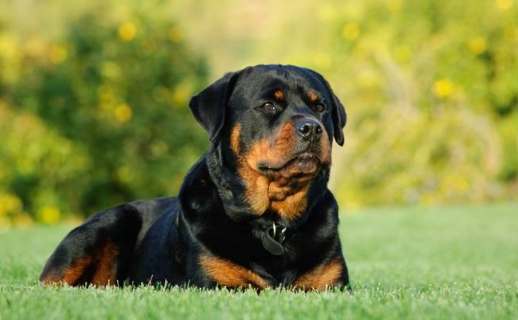 羅威納犬飼養 羅威納犬飼養