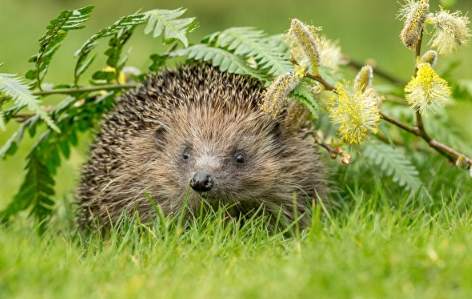 刺蝟吃蟲 刺蝟吃蟲