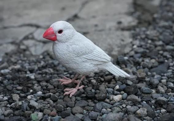 文鳥品種 文鳥品種