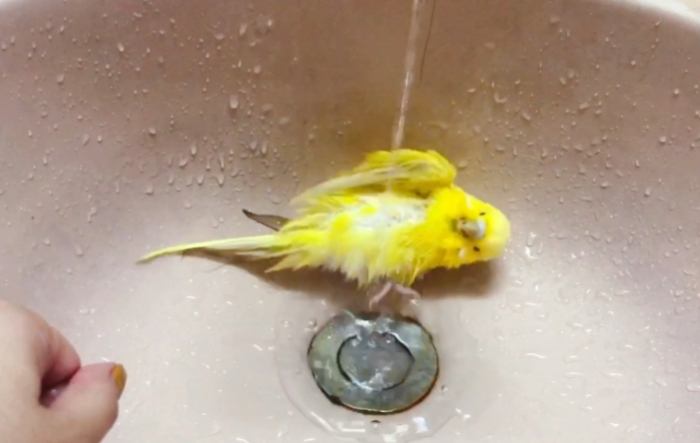 虎皮鸚鵡洗澡時間