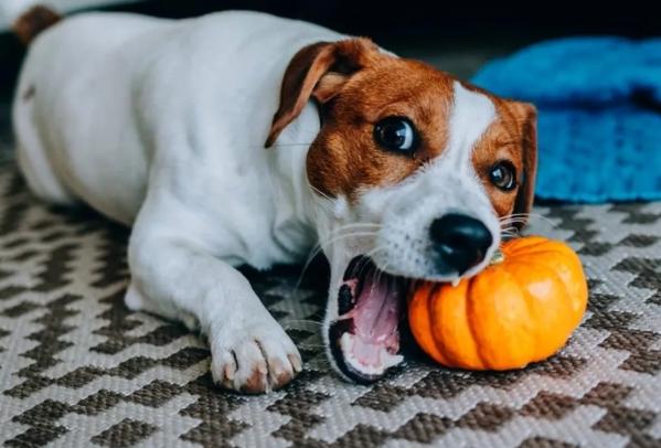 狗狗可以每天吃南瓜嗎