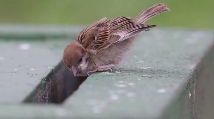 幼鳥一直叫原因