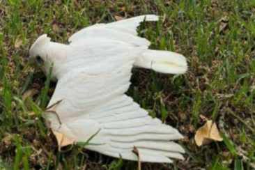 酪梨對鸚鵡有毒 酪梨對鸚鵡有毒