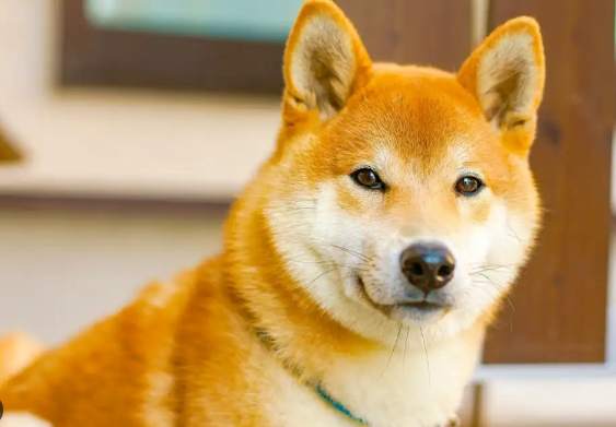 柴犬討厭主人
