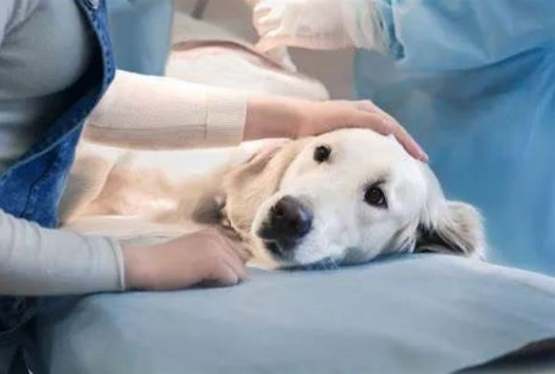 狗狗癌症治療 狗狗癌症治療