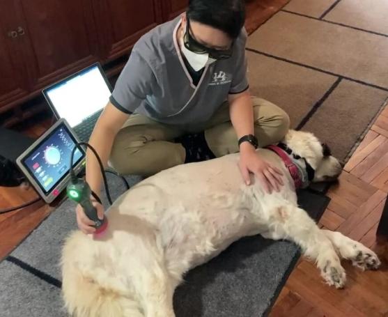 寵物腦炎康復護理