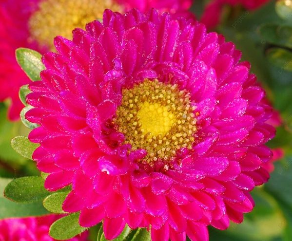 雛菊花語意義 雛菊花語意義