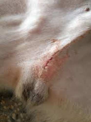 公狗結紮後變化 公狗結紮後變化