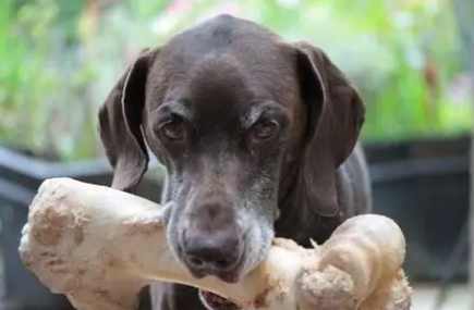 狗吞骨頭症狀 狗吞骨頭症狀