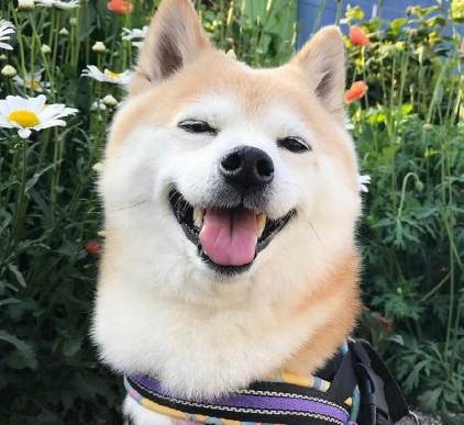 狗肚子水聲原因 狗肚子水聲原因