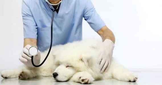 幼犬脹氣症狀 幼犬脹氣症狀