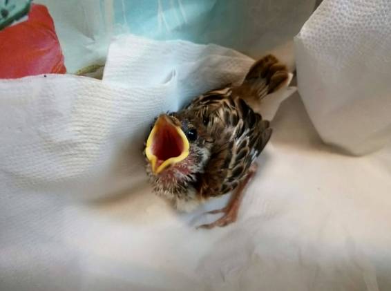 麻雀幼鳥吃什麼