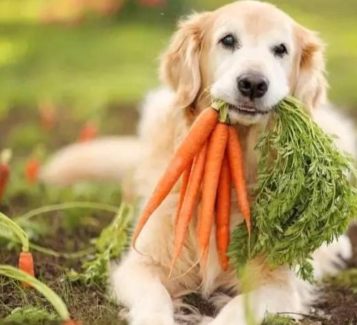 洋蔥對狗有毒 洋蔥對狗有毒