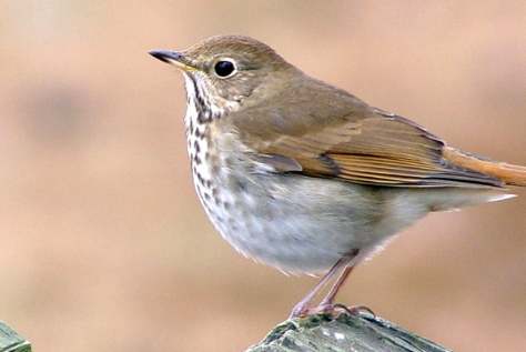 鸟类冬眠真相 鸟类冬眠真相