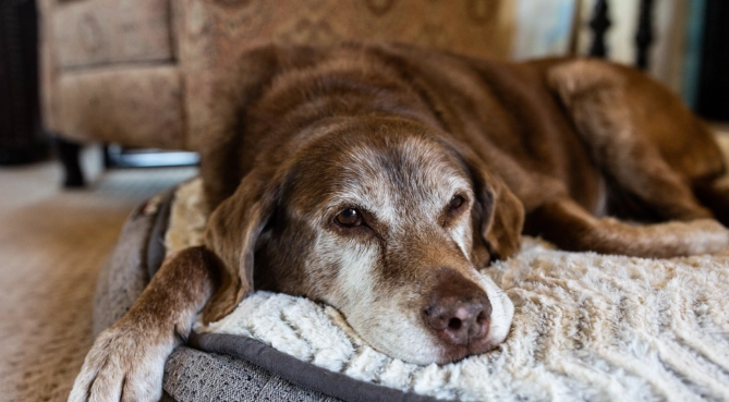狗狗安樂死評估