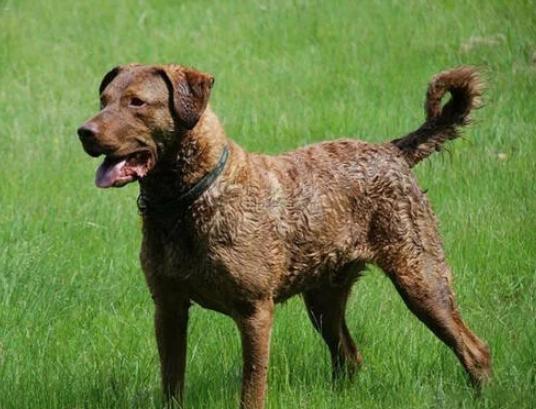 卷毛犬飼養指南