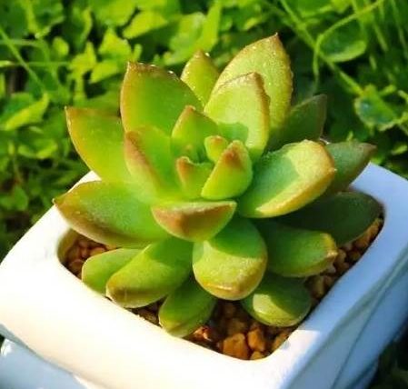 可食用多肉植物