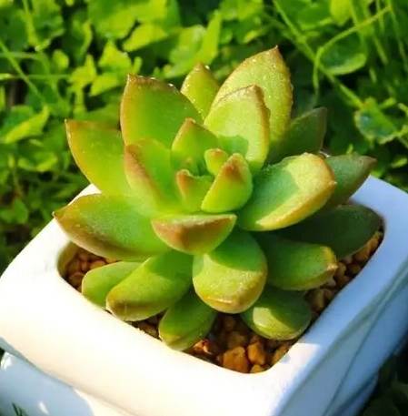 可食用多肉植物全攻略：種類、營養與安全食用指南