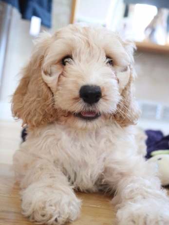 貴賓狗長壽秘訣