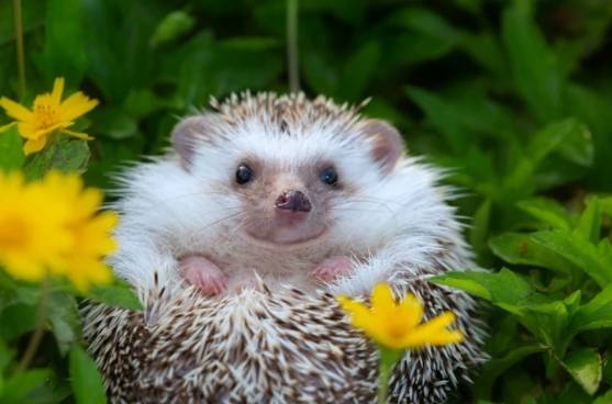 刺蝟飲食 刺蝟飲食