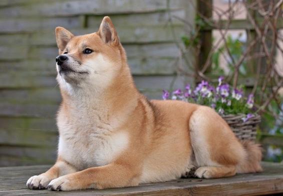 柴犬健康 柴犬健康