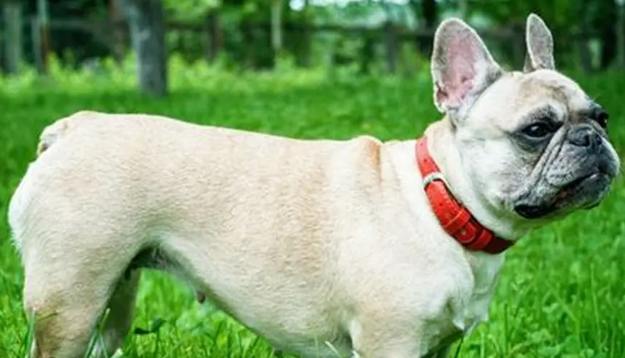 澳洲斗牛犬品種 澳洲斗牛犬品種