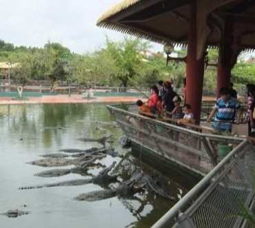 鱷魚農場交通方式