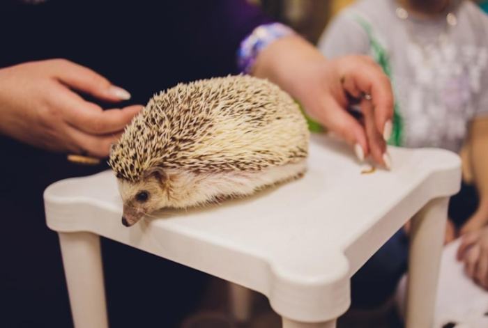 寵物刺蝟 寵物刺蝟