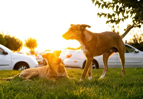 狗中暑預防 狗中暑預防
